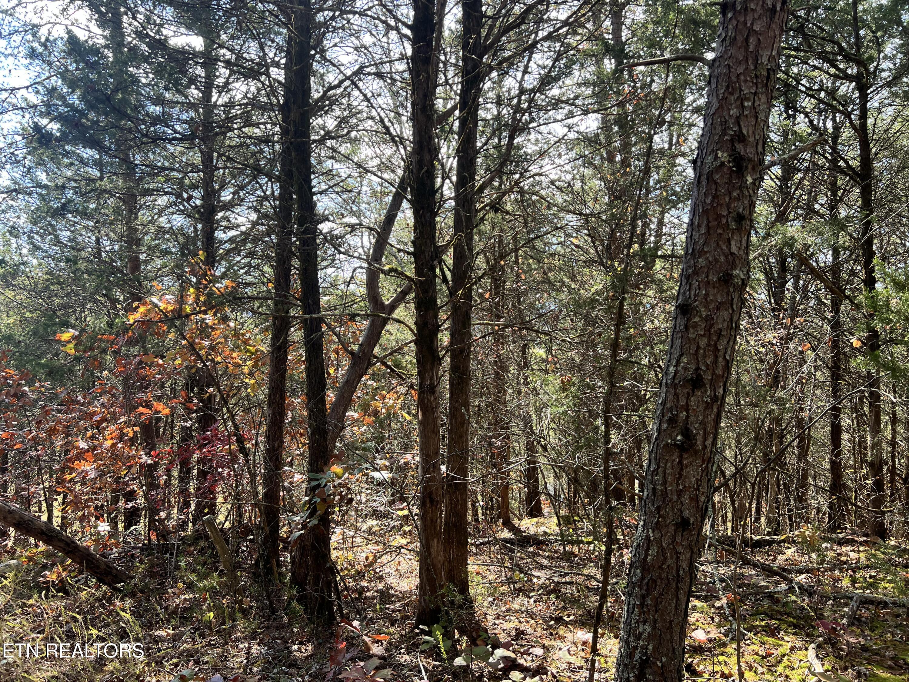 110 Rankin Hill Road Newport, TN 37821 - Photo 11 of 11 IMG-8314