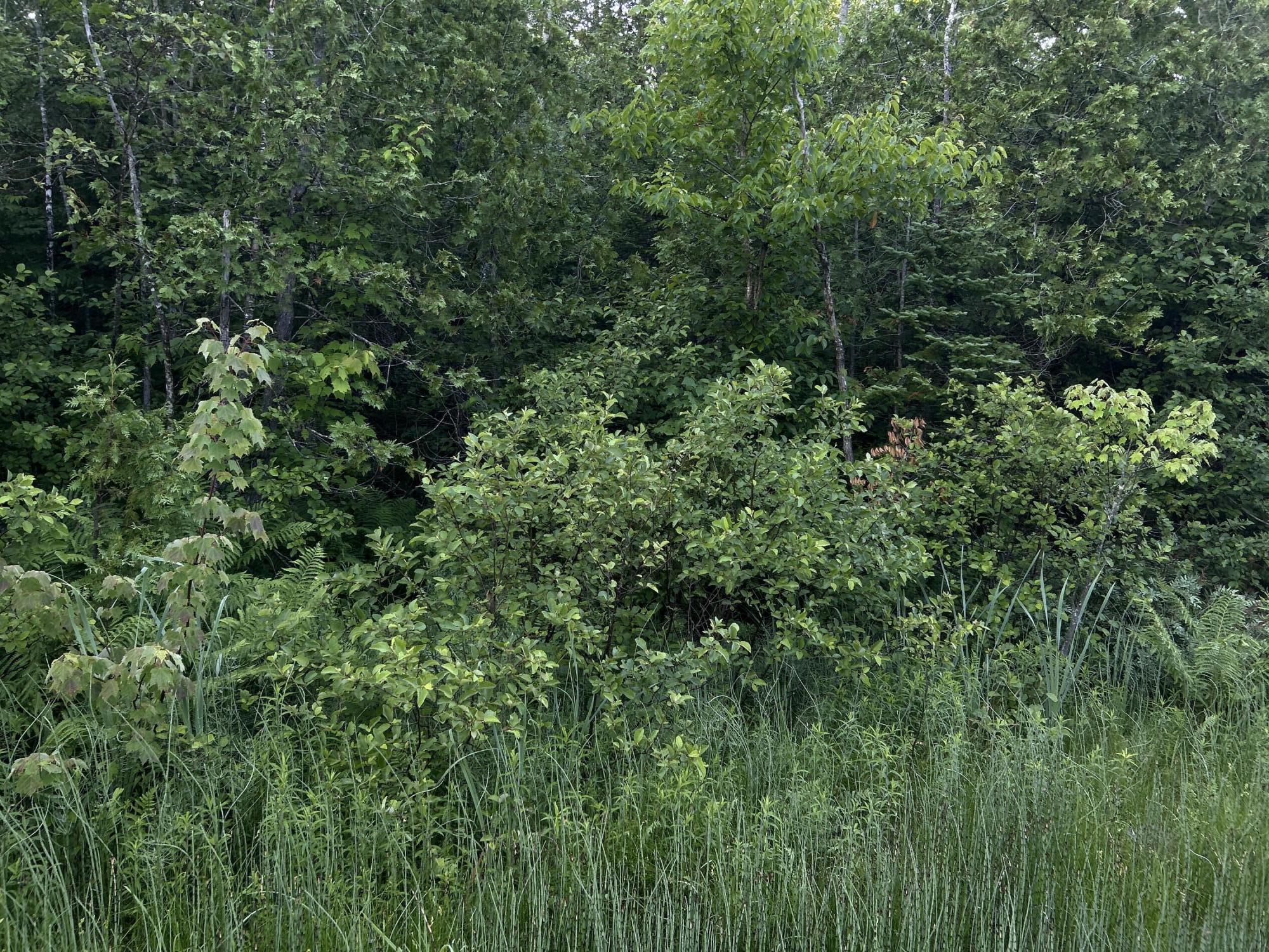 24a Anson Valley Road New Vineyard, ME 04956 - Photo 28 of 93 IMG_4937