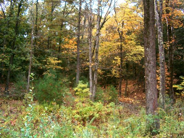 223 Long Plain Road Leverett, MA 01054 - Photo 3 of 15 Gallery Image 3