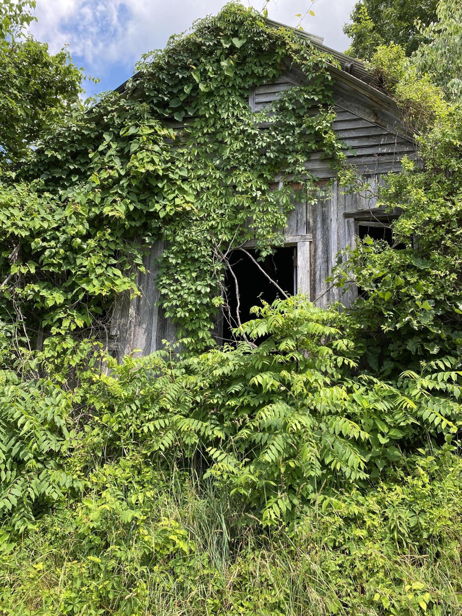 0 Chestnut Ridge Road Eidson, TN 37731 - Photo 2 of 19 IMG_0981
