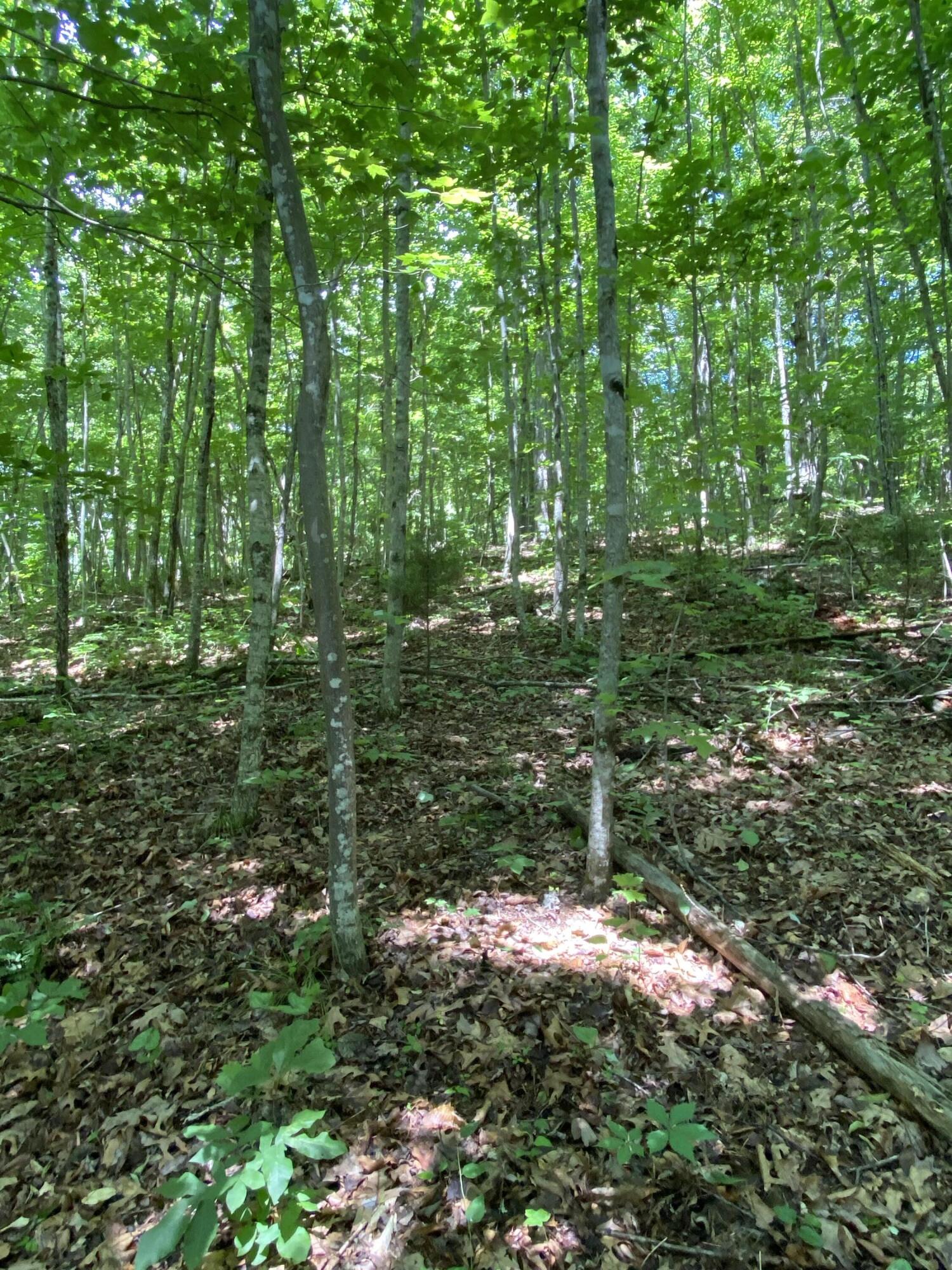 0 Chestnut Ridge Road Eidson, TN 37731 - Photo 11 of 19 IMG_0992