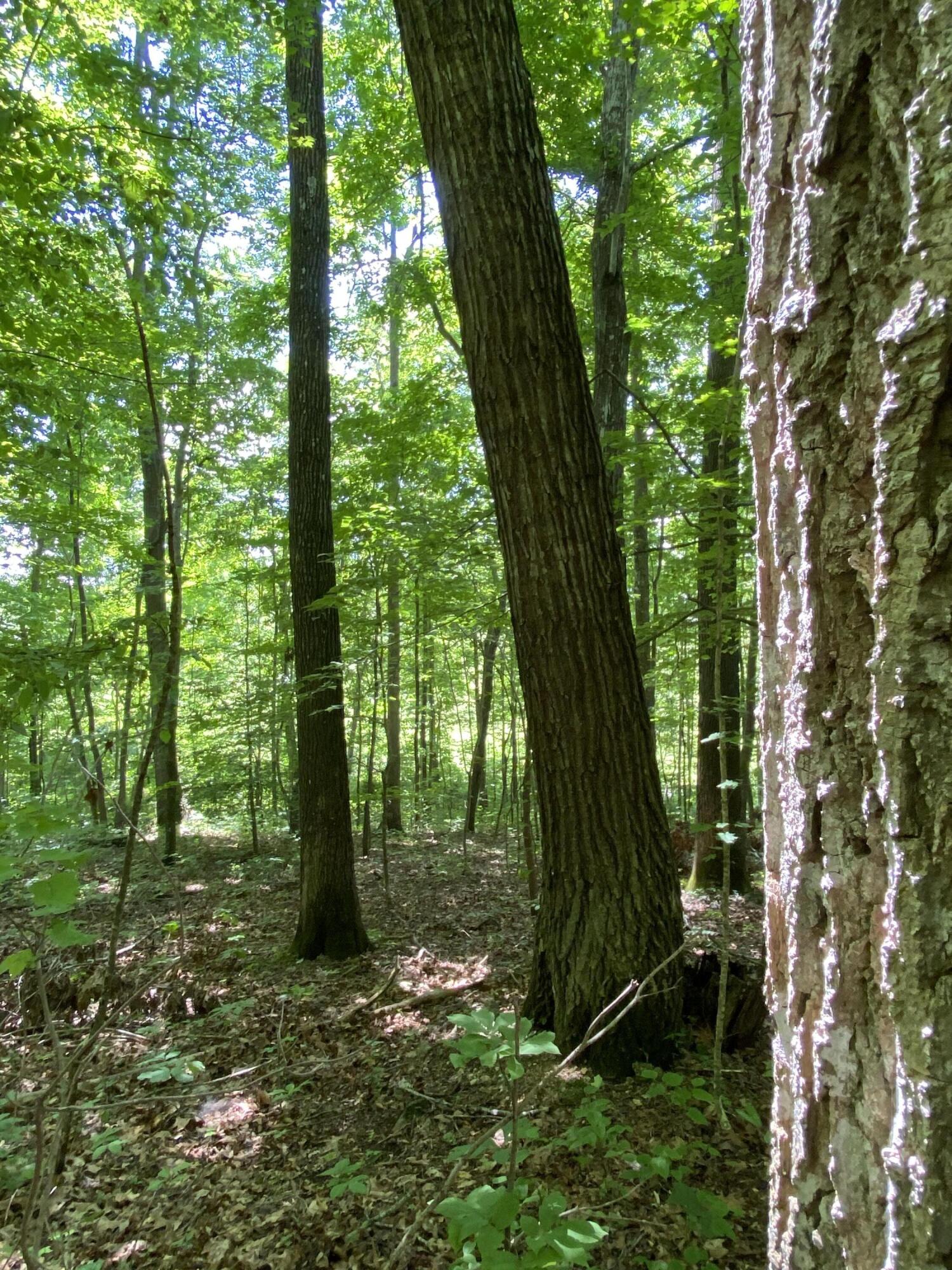 0 Chestnut Ridge Road Eidson, TN 37731 - Photo 12 of 19 IMG_0993
