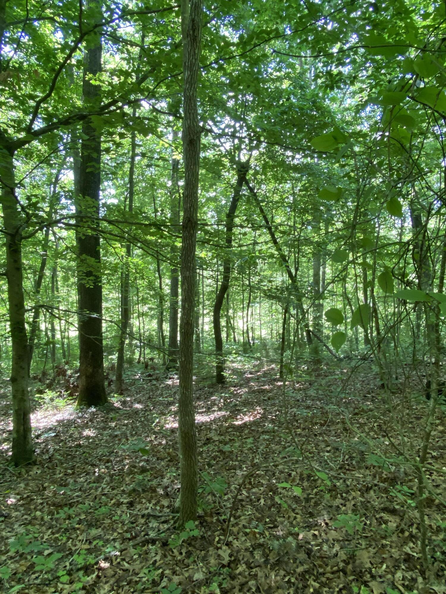 0 Chestnut Ridge Road Eidson, TN 37731 - Photo 13 of 19 IMG_0994