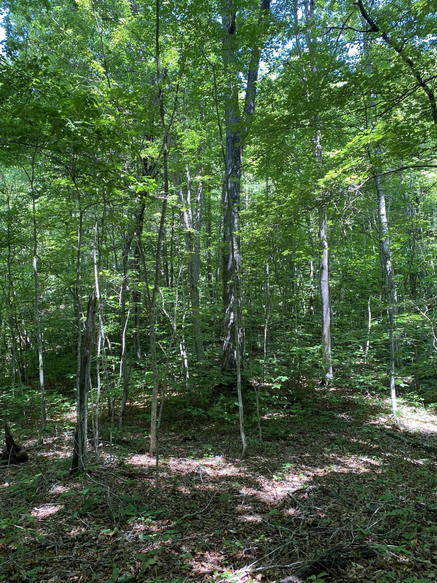 0 Chestnut Ridge Road Eidson, TN 37731 - Photo 14 of 19 IMG_0995