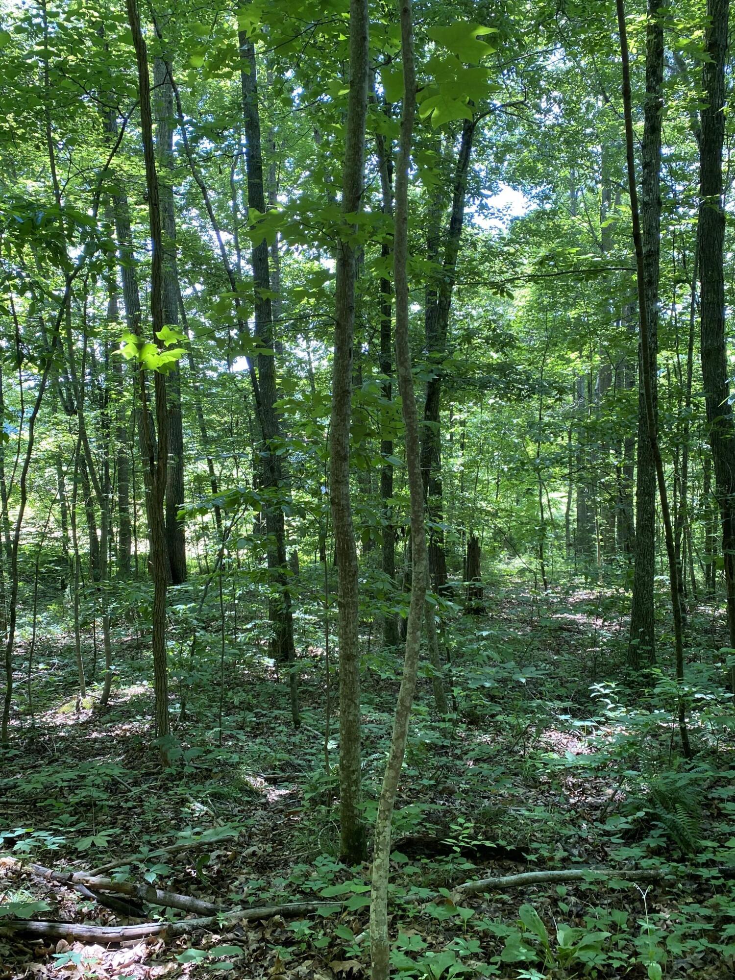 0 Chestnut Ridge Road Eidson, TN 37731 - Photo 16 of 19 IMG_0997