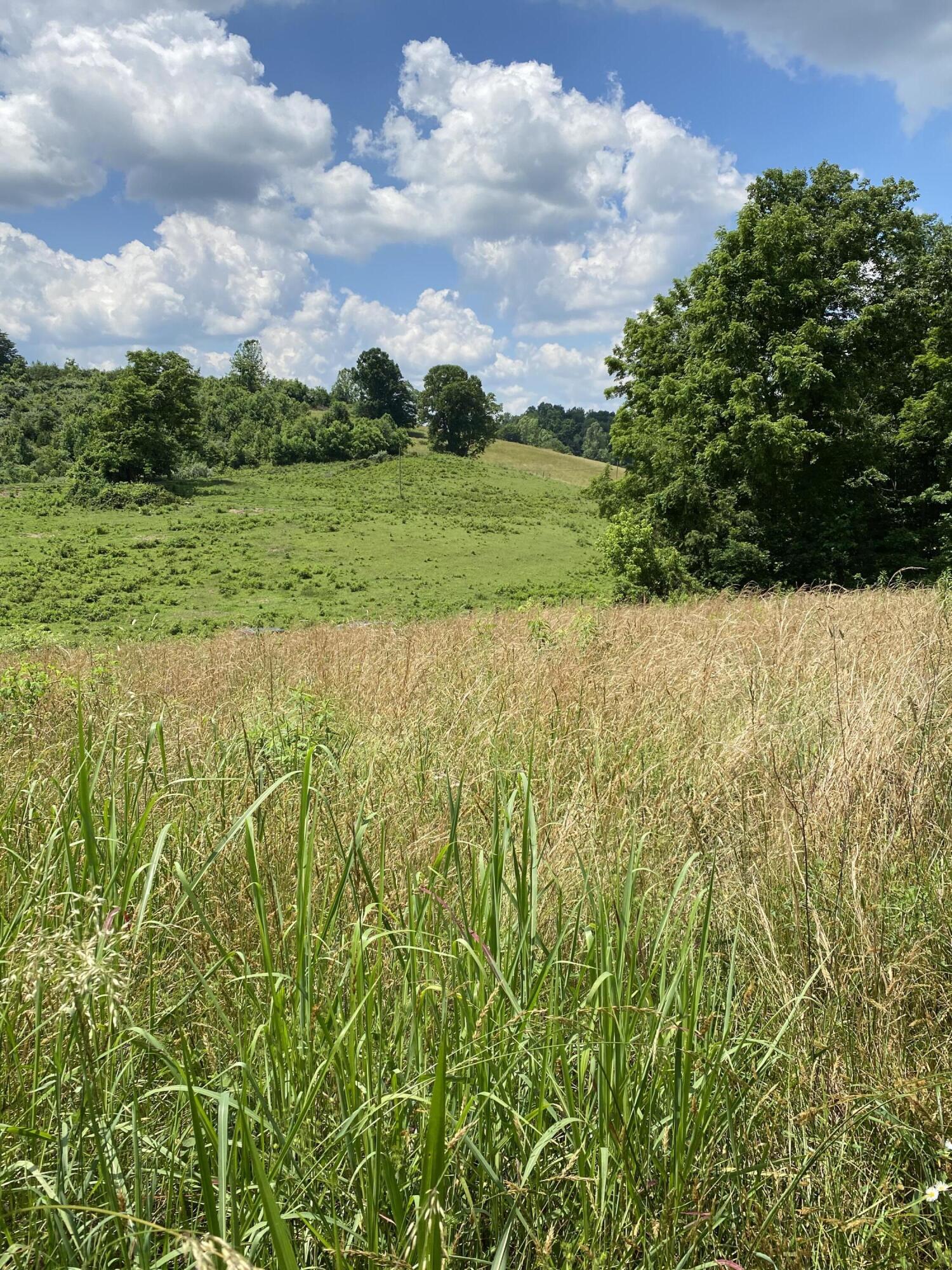 0 Chestnut Ridge Road Eidson, TN 37731 - Photo 19 of 19 IMG_1001