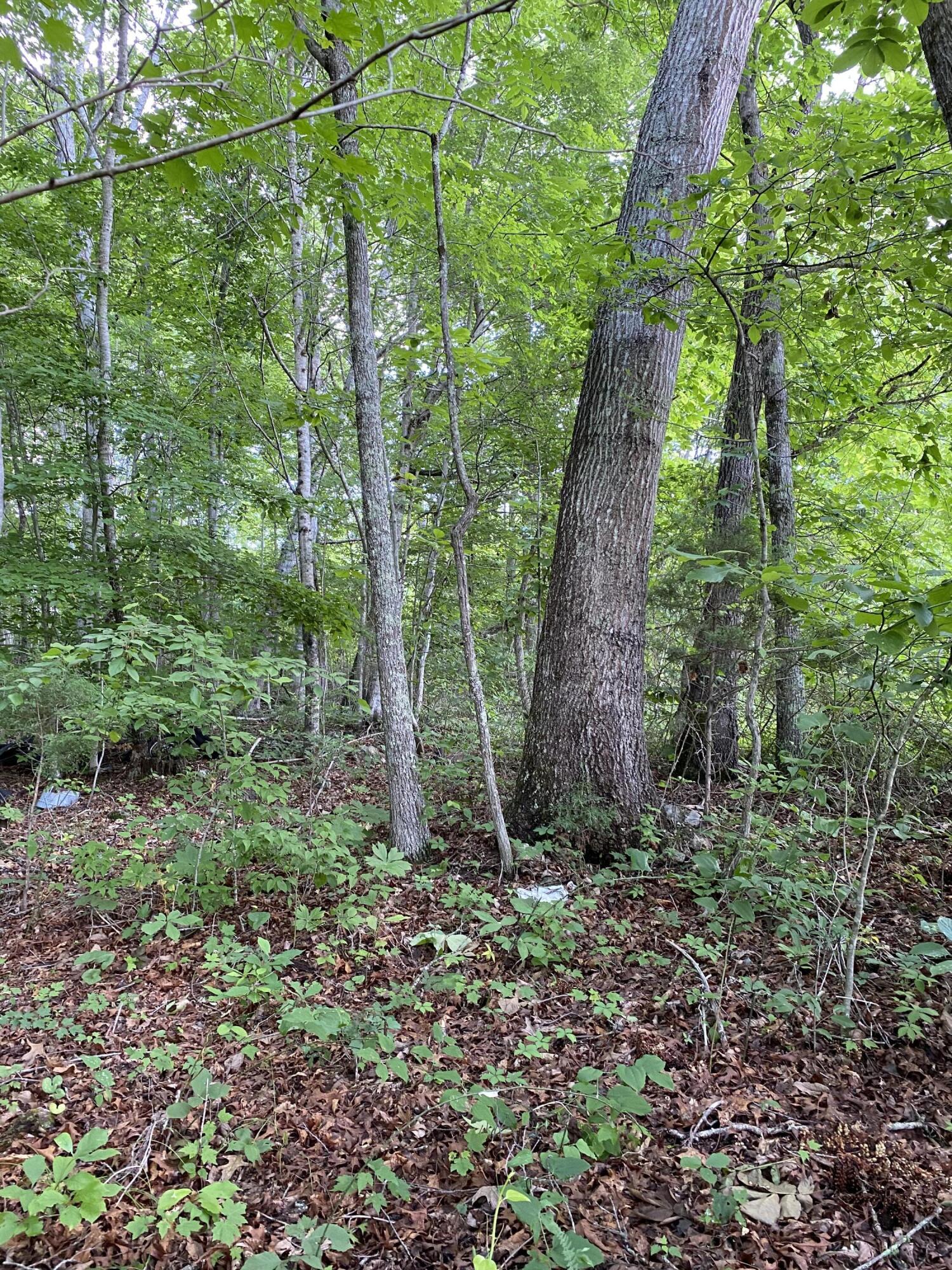 0 Chestnut Ridge Road Eidson, TN 37731 - Photo 6 of 19 IMG_0986