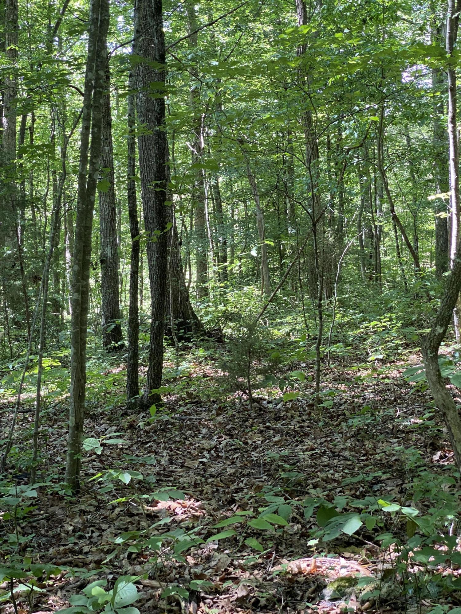 0 Chestnut Ridge Road Eidson, TN 37731 - Photo 9 of 19 IMG_0990
