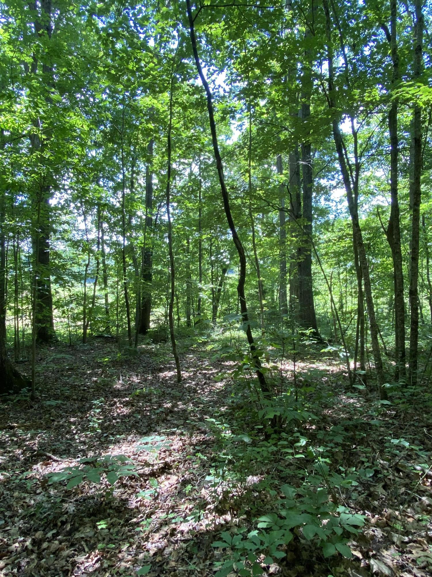 0 Chestnut Ridge Road Eidson, TN 37731 - Photo 10 of 19 IMG_0991