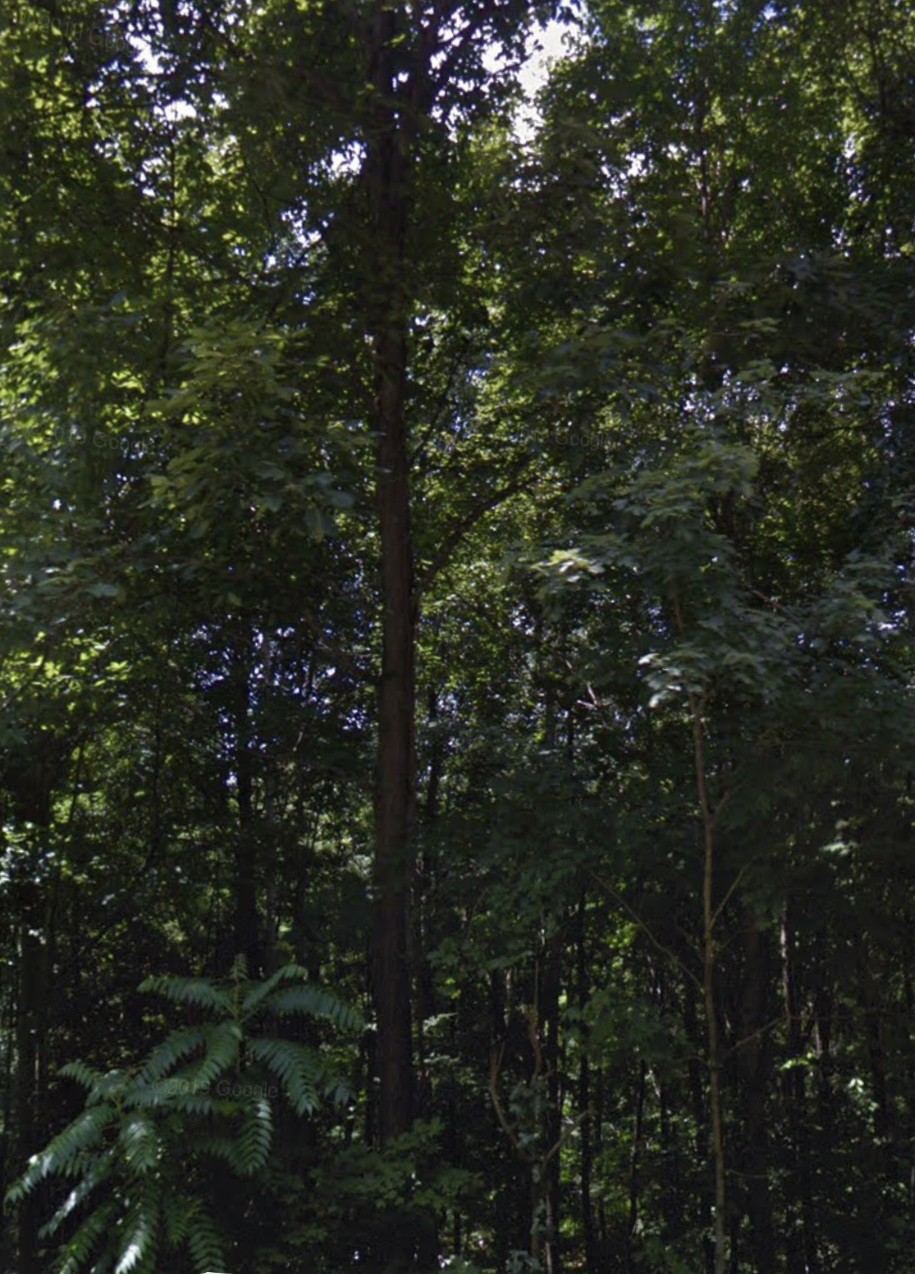 a view of forest