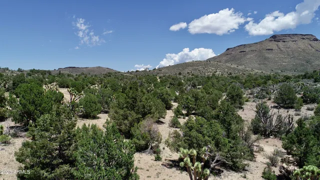 a view of a tree in a yard