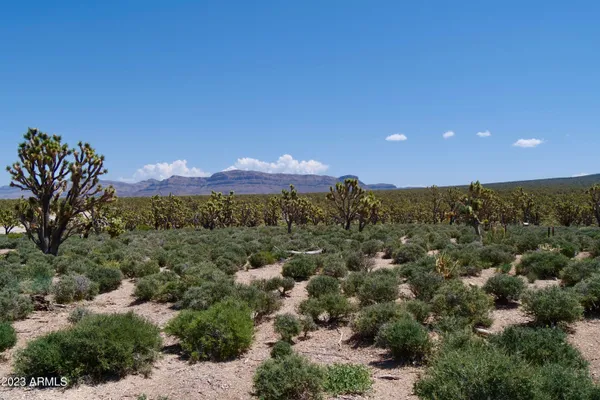 a view of a dry yard with mountains in the background