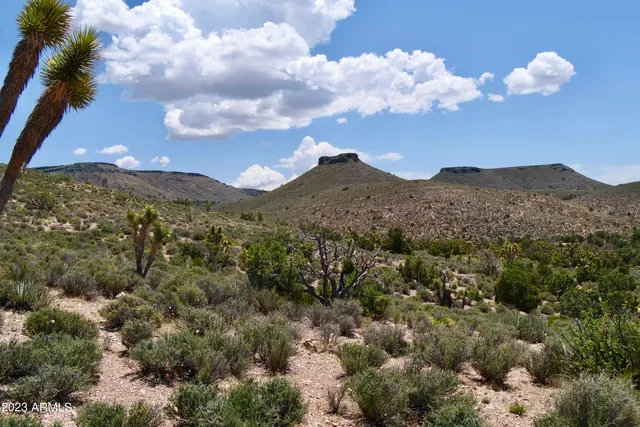 a view of a tree in front of a house