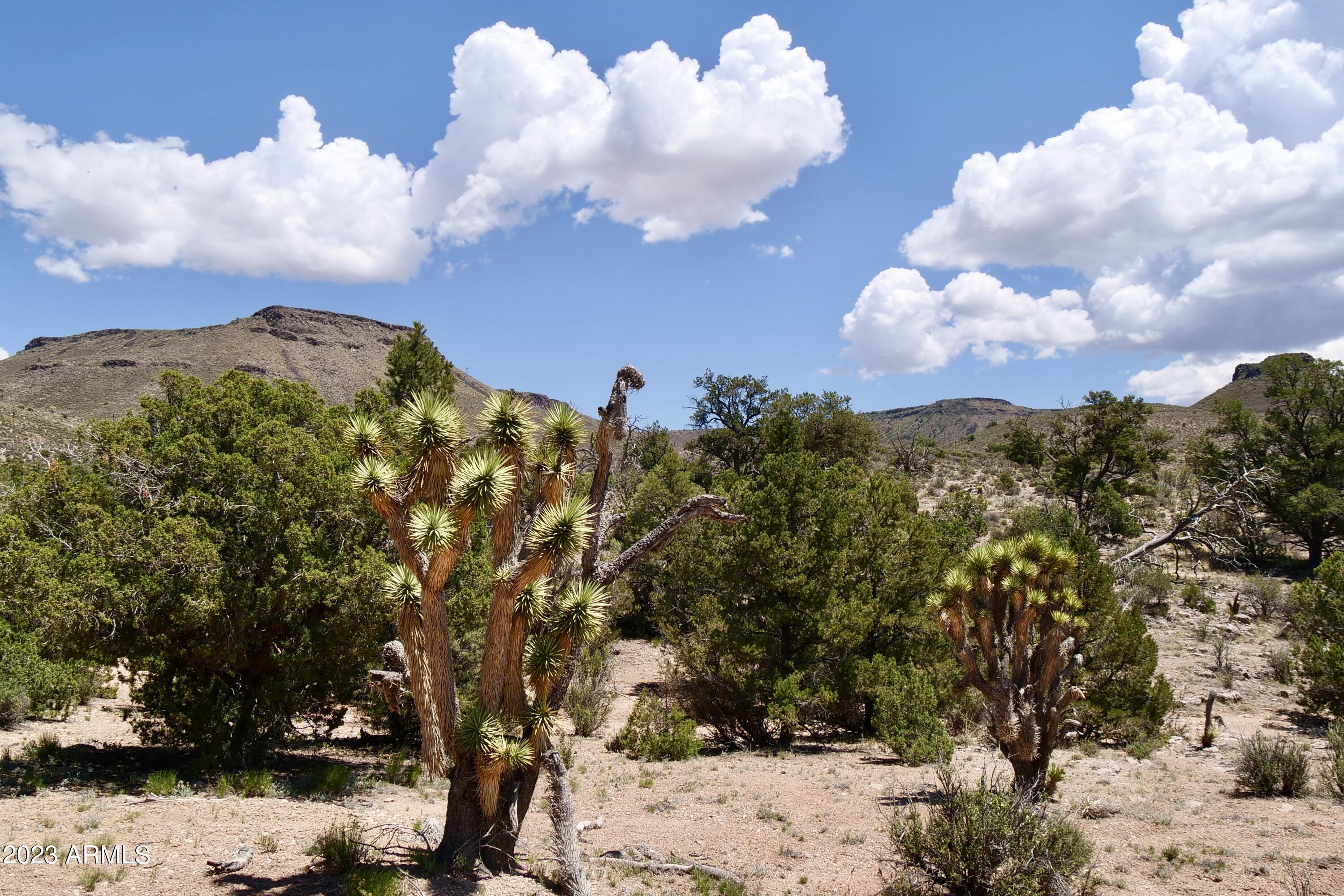 5838 East Diamond Bar Road Meadview, AZ 86444 - Photo 19 of 26 a view of a tree in front of a house