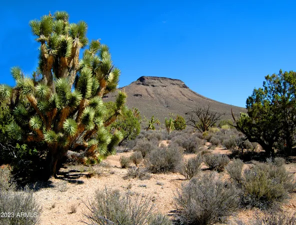 a view of a large tree with a yard