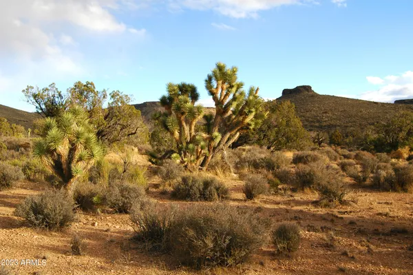 a view of a bunch of trees and mountains