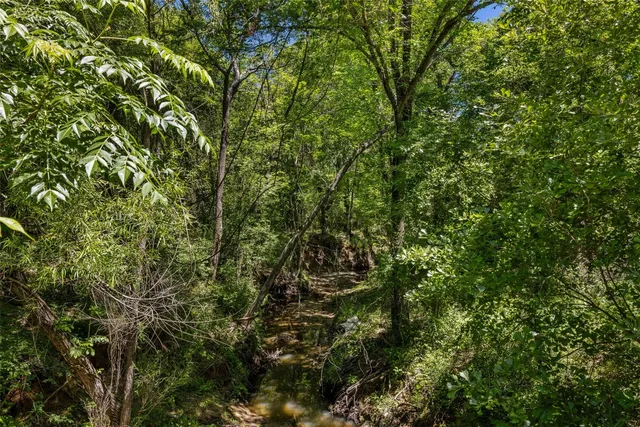 a view of a lush green forest