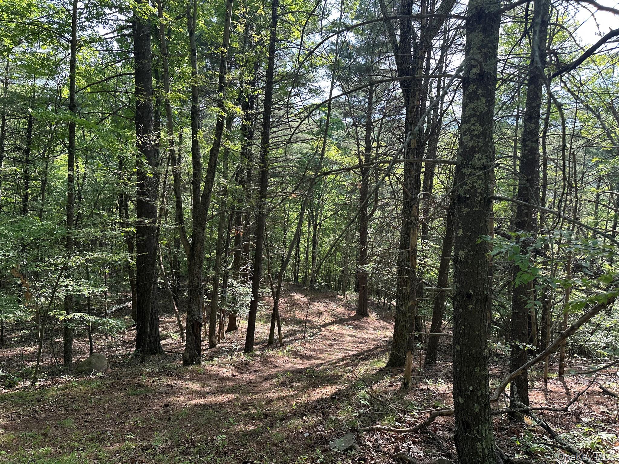 804 Hearts Content Road Cairo, NY 12473 - Photo 26 of 34 a view of a forest with trees