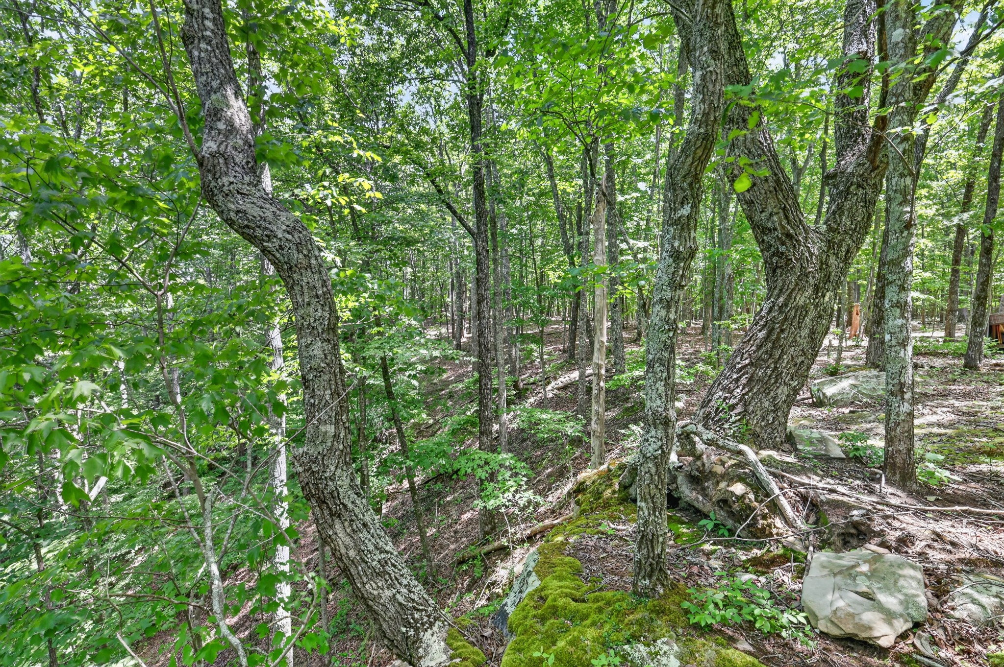 1215 Stage Coach Road Sewanee, TN 37375 - Photo 21 of 30 a view of a forest with lots of trees
