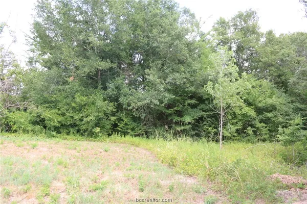 a view of a garden with a tree