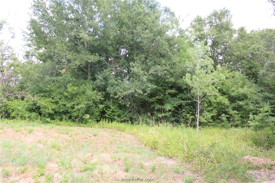 2105 Cids Lane Bryan, TX 77807 - Photo 7 of 8 a view of a yard with plants and large trees