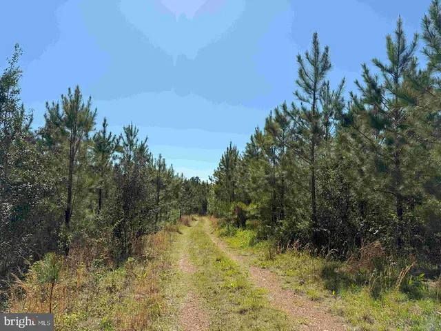 a view of a lake with a tree in the background