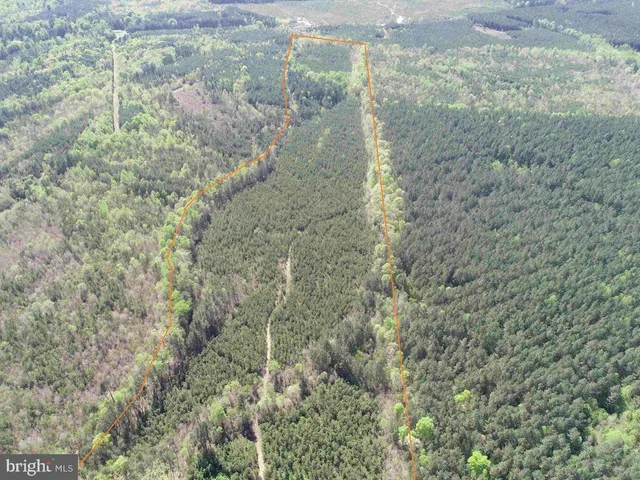a view of a forest that has a tree in the background