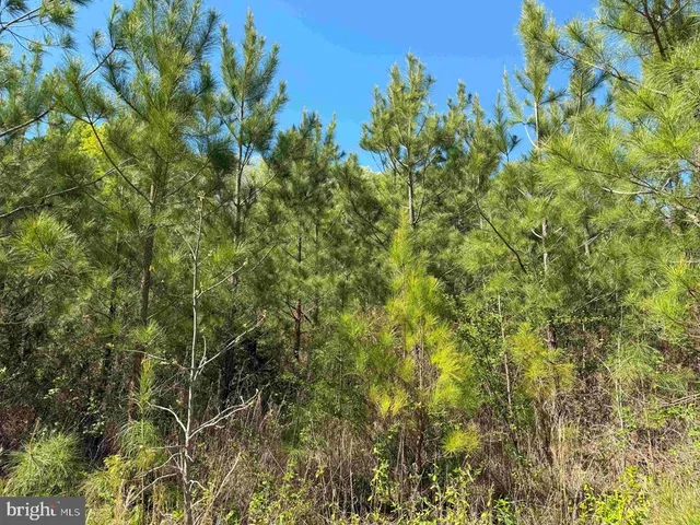 a view of a lush green forest with large trees