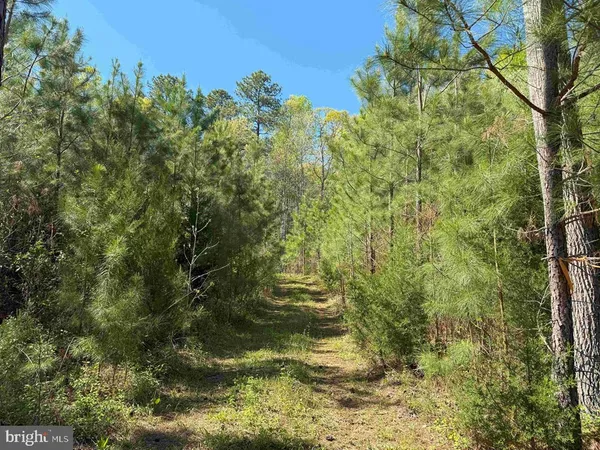a view of a forest