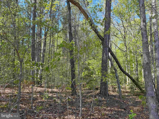a view of a forest with trees