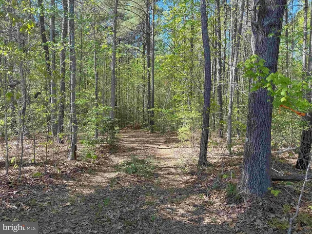 a view of a forest with trees in the background