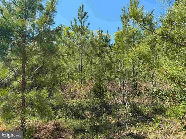 a view of a lush green forest