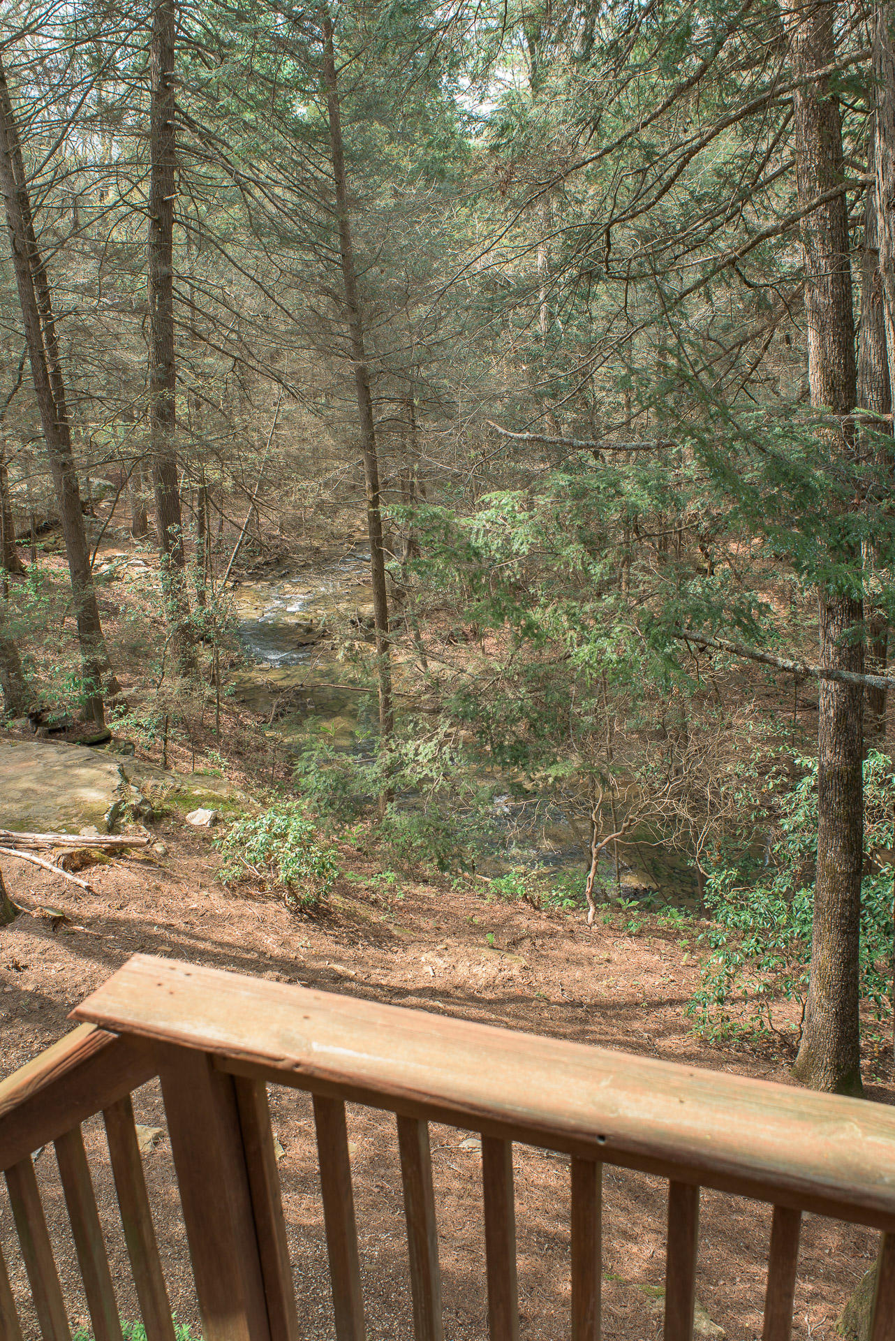 22 Middle Creek Road Signal Mountain, TN 37377 - Photo 23 of 29 Wooded yard