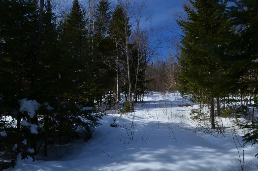 0 Butterfield Ridge Road Lincoln, ME 04457 - Photo 19 of 21 Timber