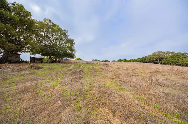 a view of yard with trees