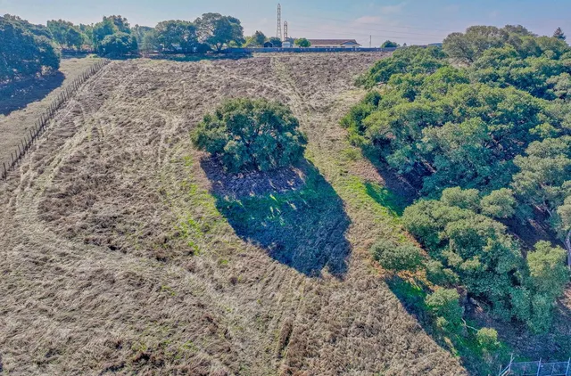 a view of a yard with plants and large trees