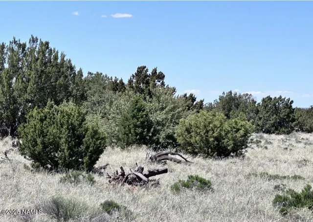 a view of a dry yard with trees