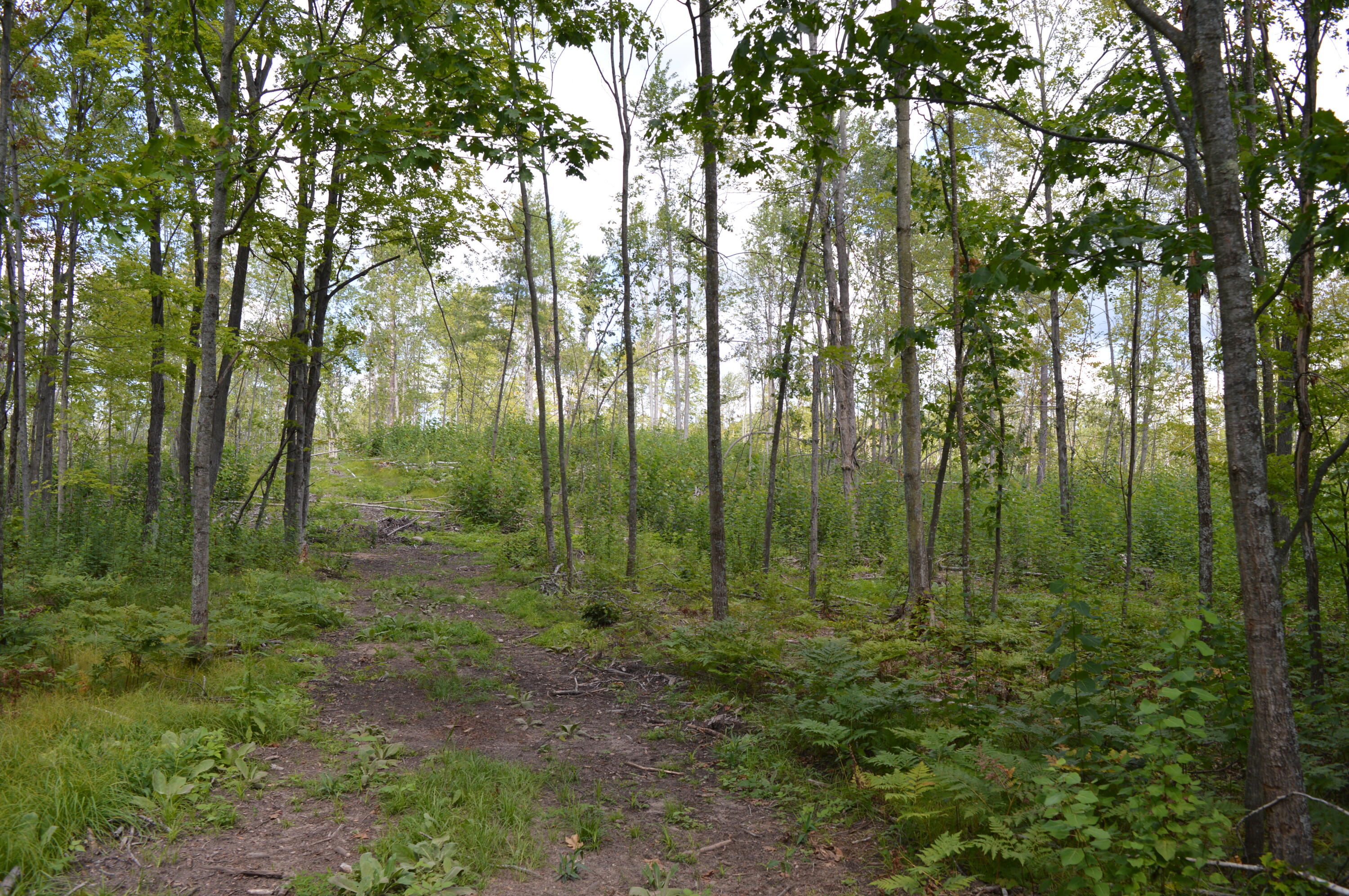 East County Line Road South Branch, MI 48761 - Photo 65 of 87 Gallery Image 65