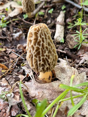 $995,000 | 21520 Swafford Road, Battle Creek, MI 49017