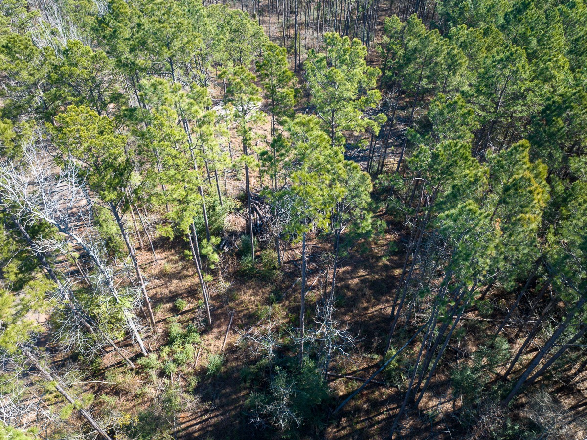 1 O'Quinn Road Pollok, TX 75969 - Photo 14 of 30