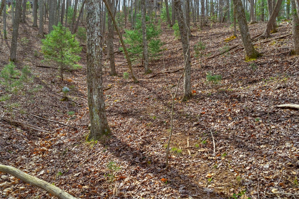 57 Meadow Hill Morganton, GA 30560 - Photo 25 of 59 a view of a yard with plants and wooden fence