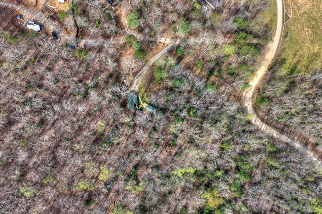 57 Meadow Hill Morganton, GA 30560 - Photo 29 of 59 a view of a forest with a tree