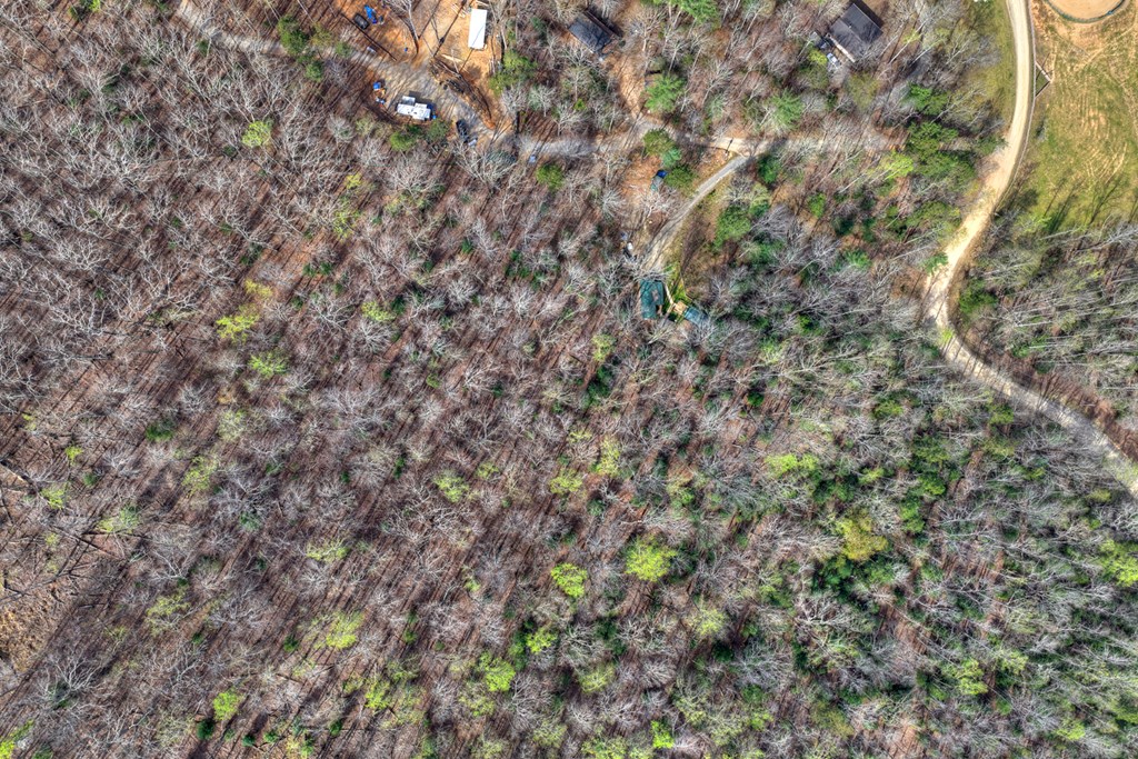 57 Meadow Hill Morganton, GA 30560 - Photo 31 of 59 a view of a tree