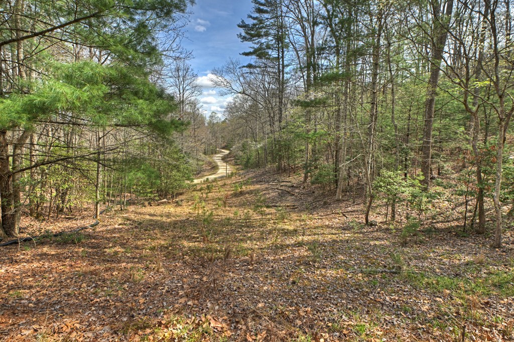 57 Meadow Hill Morganton, GA 30560 - Photo 58 of 59 a view of backyard with green space