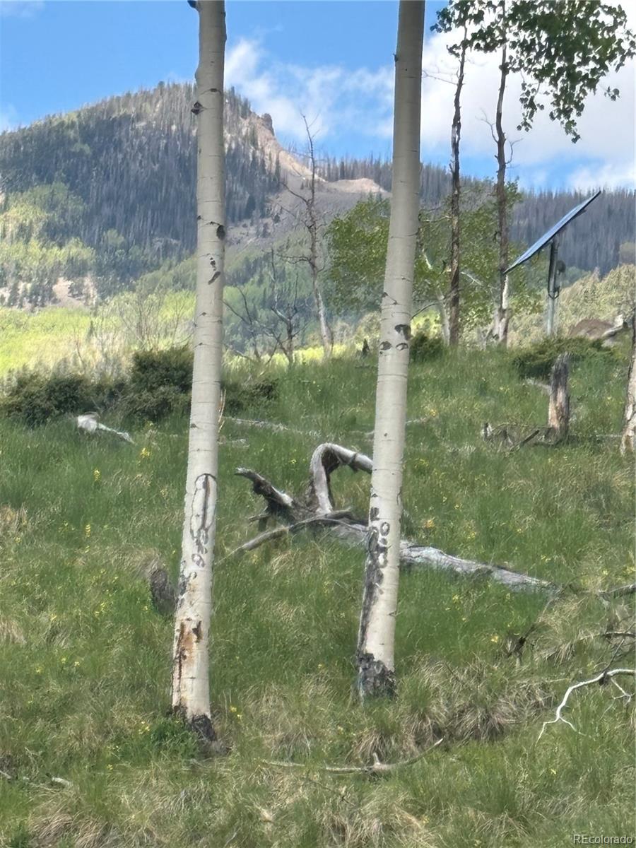 1113 Spring Street Del Norte, CO 81132 - Photo 8 of 45 a backyard of a house with lots of green space and plants