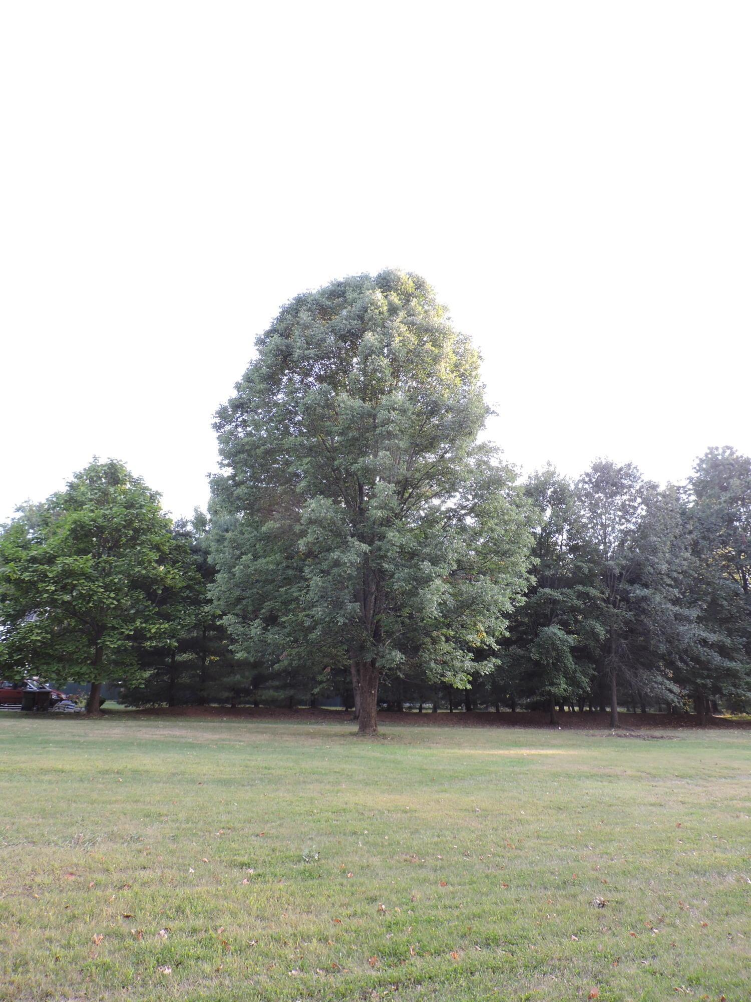 4109 Harlem Road New Albany, OH 43054 - Photo 88 of 88