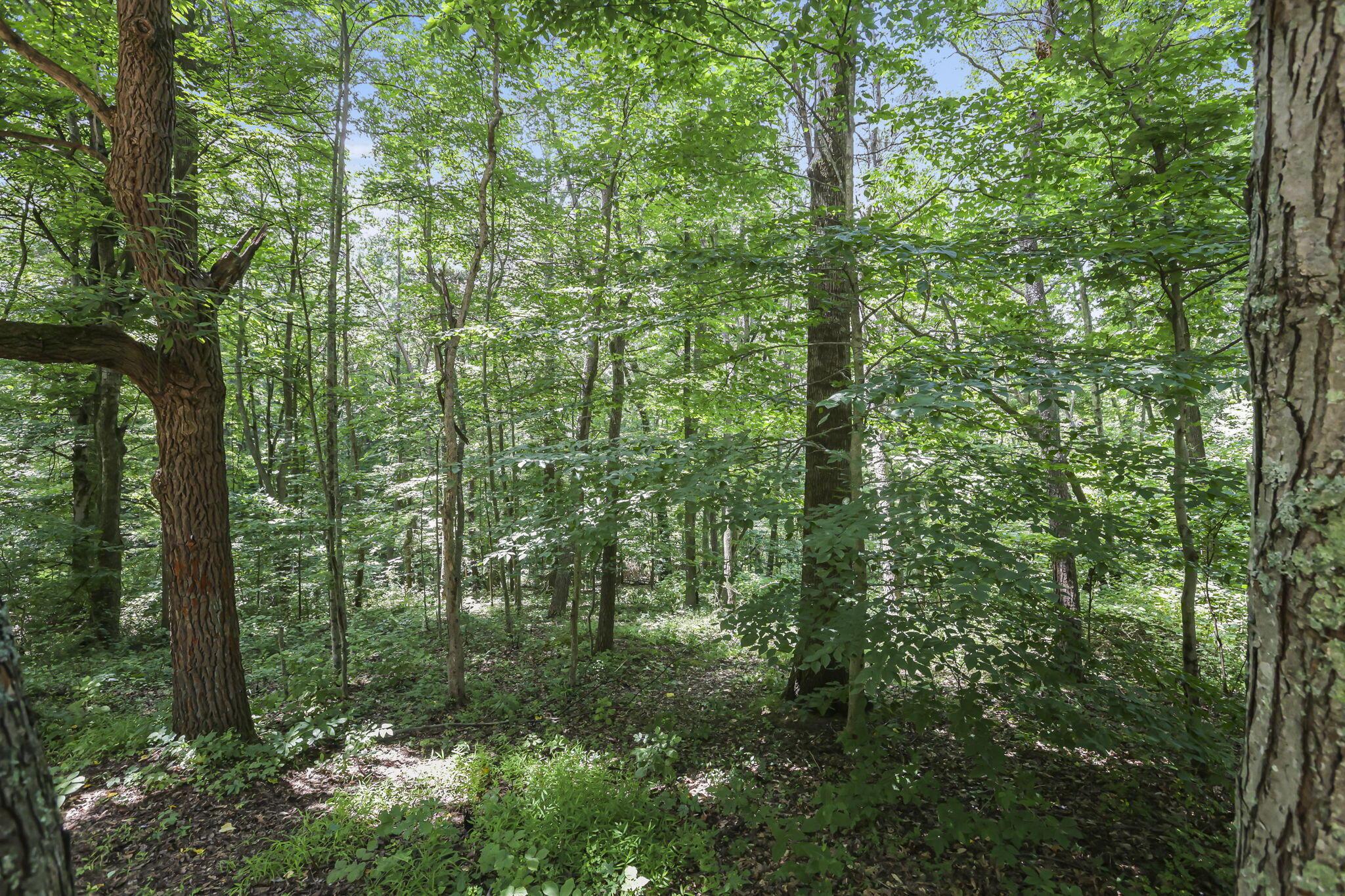 19475 Linden Road Logan, OH 43138 - Photo 77 of 94 Mature wooded lot featuring established trees and undergrowth