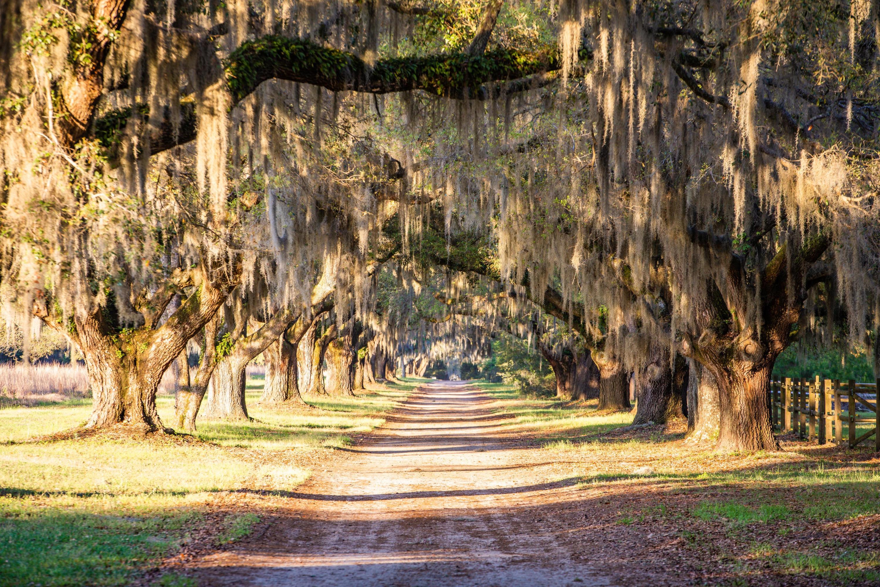 6196 Rockefeller Road Wadmalaw Island, SC 29487 - Photo 2 of 53 Rockefeller Road