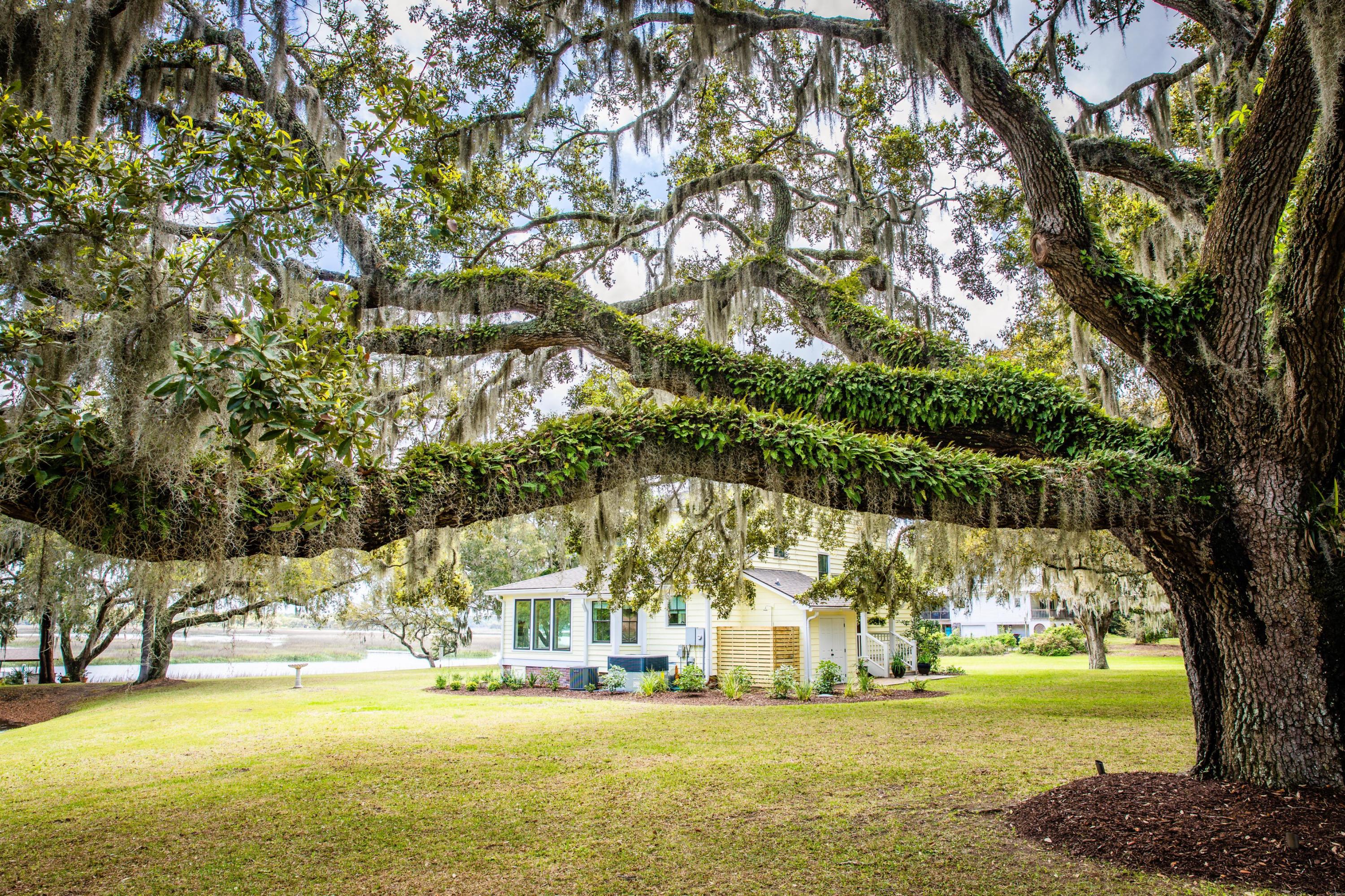 6196 Rockefeller Road Wadmalaw Island, SC 29487 - Photo 45 of 53 Massive Oaks Sporting Resurrection Ferns