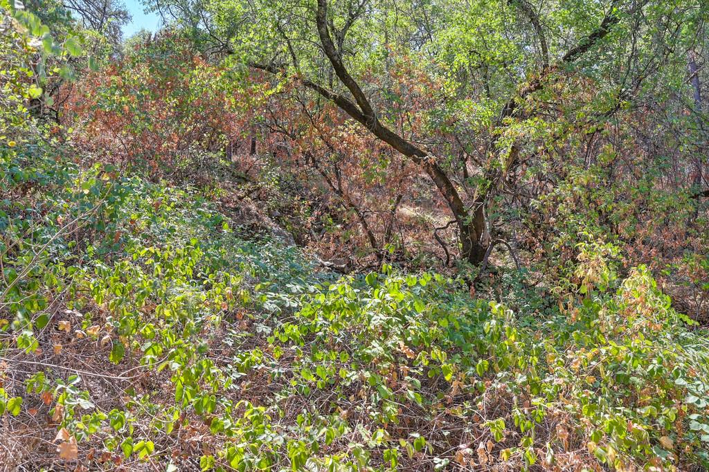 0 Browns Road Placerville, CA 95667 - Photo 21 of 42